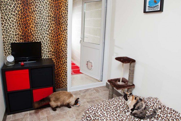 Garforth Cattery HOTEL CAT | Luxury cattery Hampshire | Luxury Cat Hotel – Hotel for ...